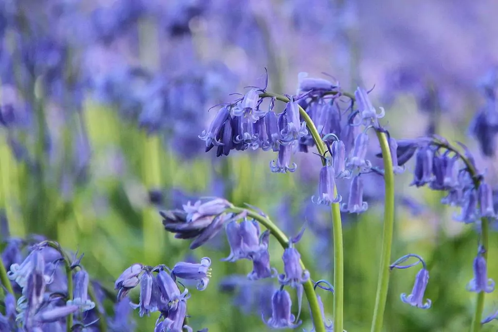 Hallerbos Belgium blue forest bluebell flowers 4