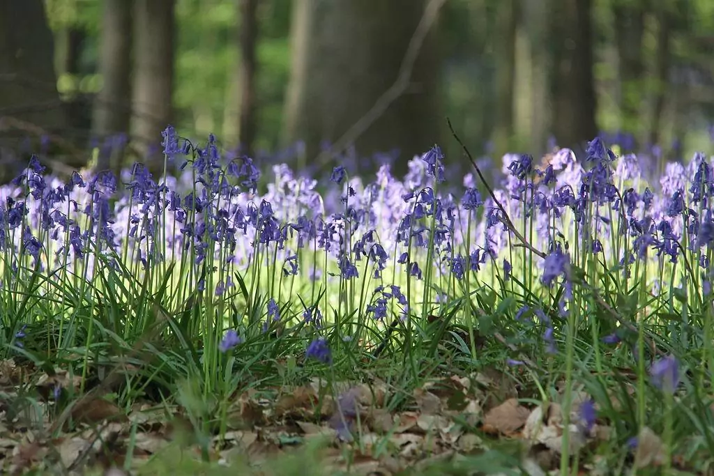 Hallerbos Belgium blue forest bluebell flowers 5