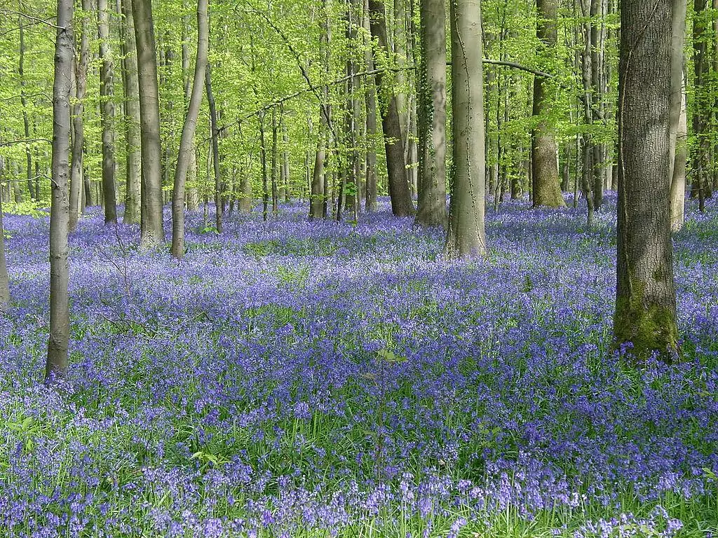 Hallerbos Belgium blue forest bluebell flowers 6