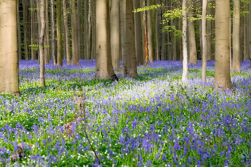 Hallerbos Belgium blue forest bluebell flowers 7