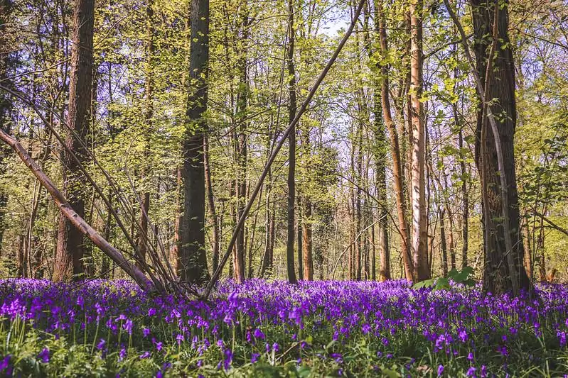 Hallerbos Belgium blue forest bluebell flowers 9