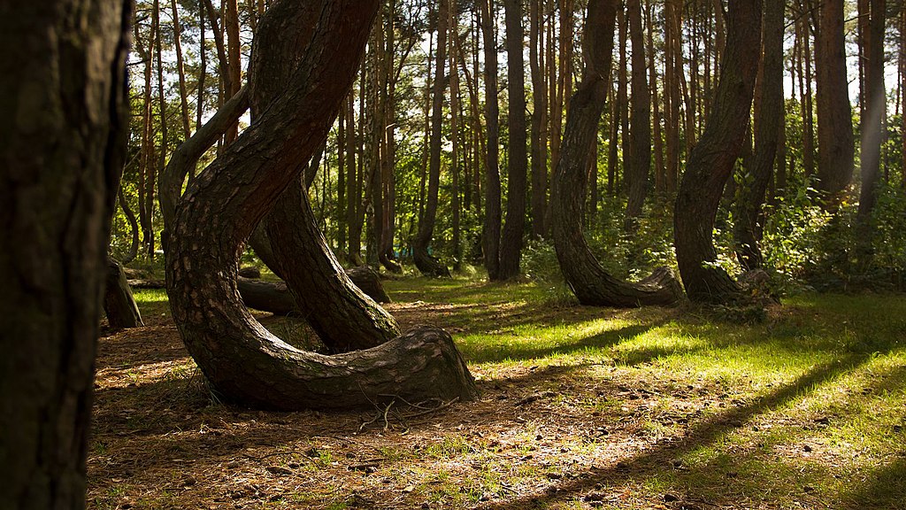 Crooked Forest Nowe Czarnowo Poland 3