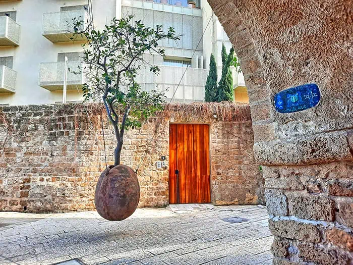 Jaffa Suspended Orange Tree Tel Aviv Israel 2