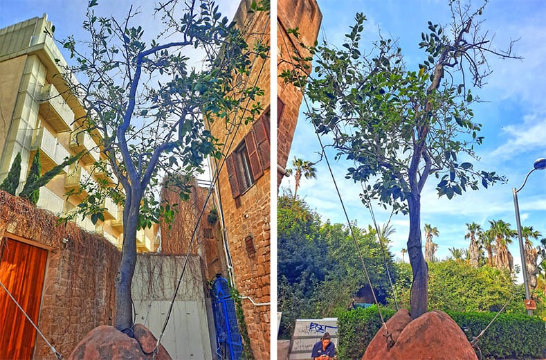 Jaffa Suspended Orange Tree Tel Aviv Israel 8