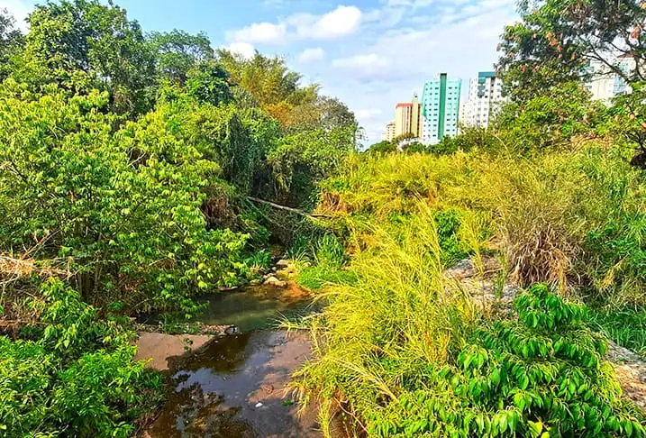 Parque Ecologico de Aguas Claras Ecological Park Brasilia Brazil 9