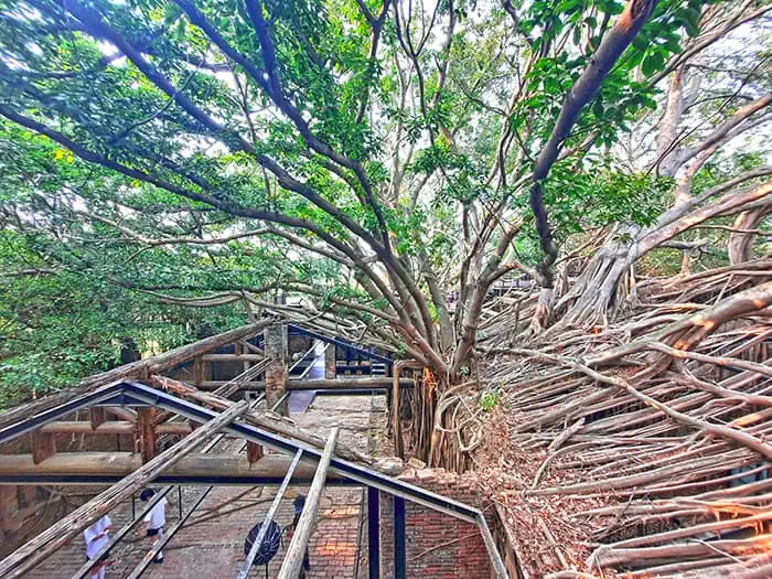 Anping Tree House Tainan Taiwan 9