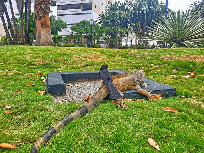 Parque Seminario Guayaquil Ecuador 10