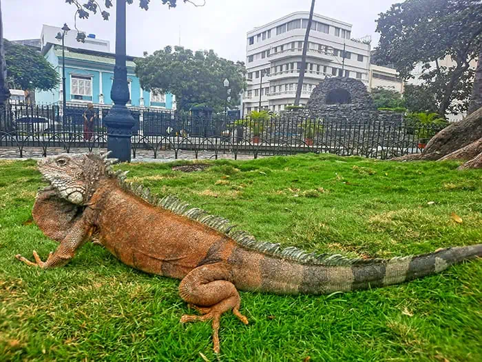 Parque Seminario Guayaquil Ecuador 2