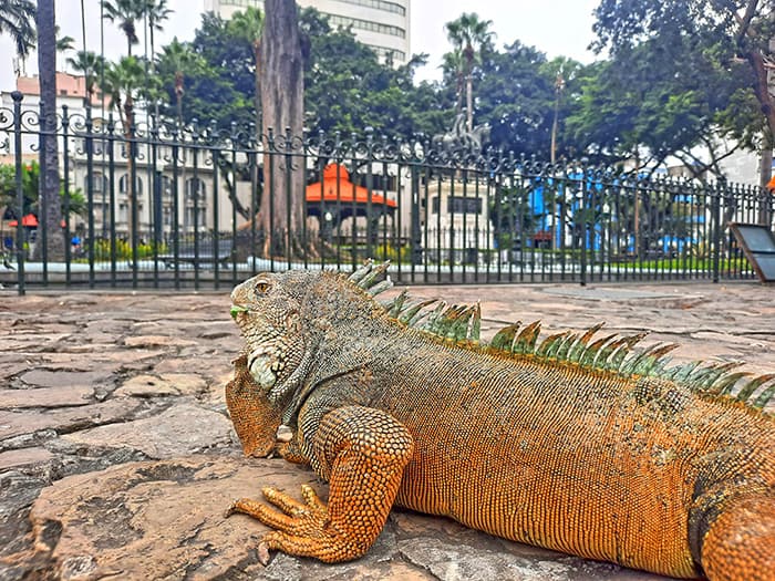 Parque Seminario Guayaquil Ecuador 6