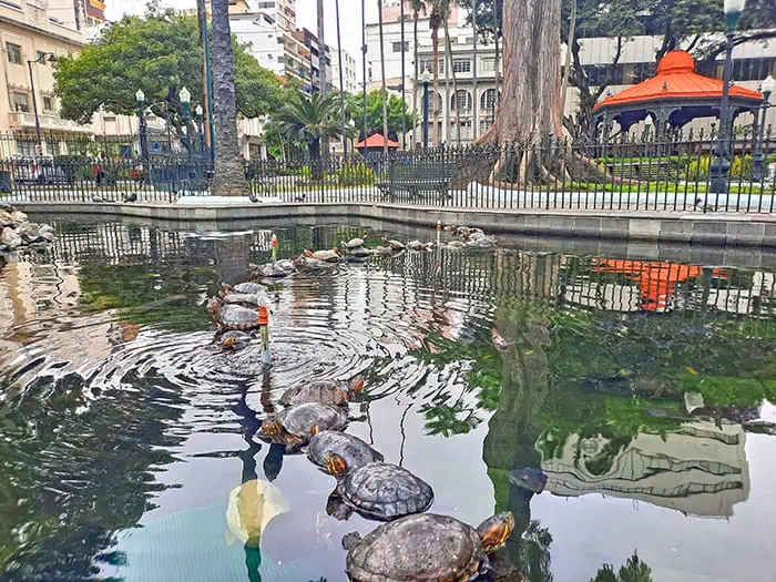 Parque Seminario Guayaquil Ecuador 7