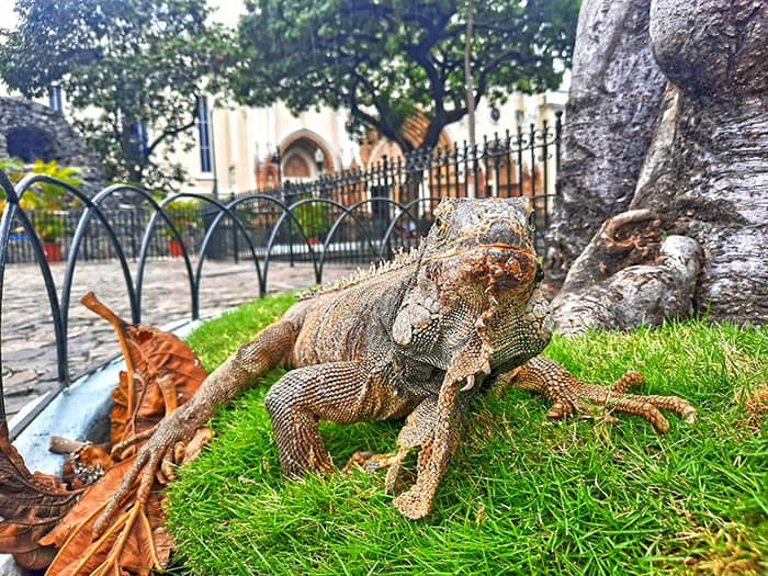 Parque Seminario Guayaquil Ecuador 8