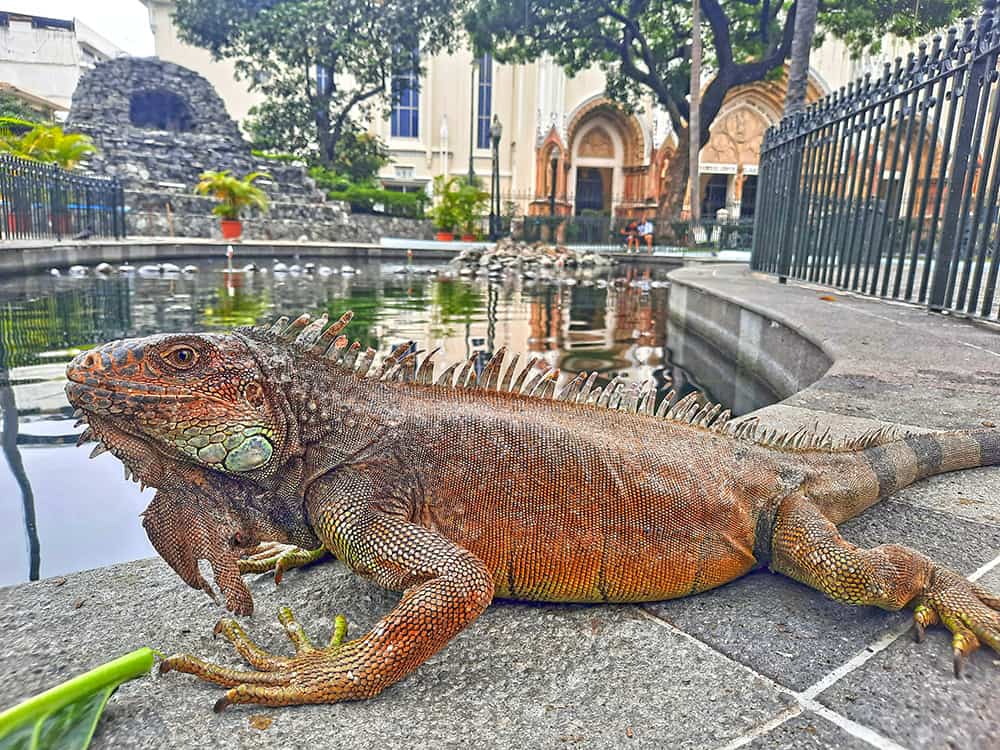 Parque Seminario Guayaquil Ecuador 9