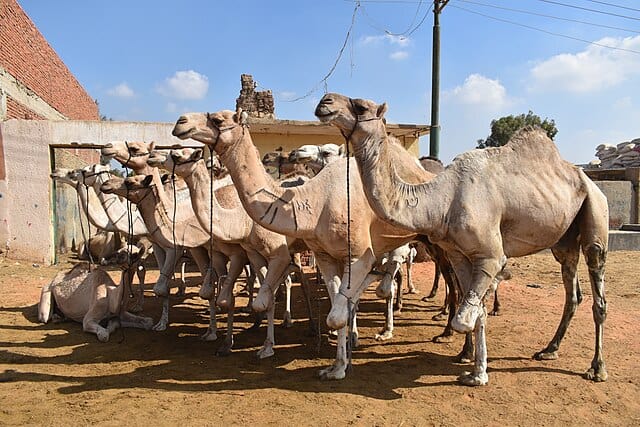 Birqash Camel Market Cairo Egypt 11