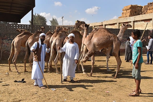 Birqash Camel Market Cairo Egypt 3