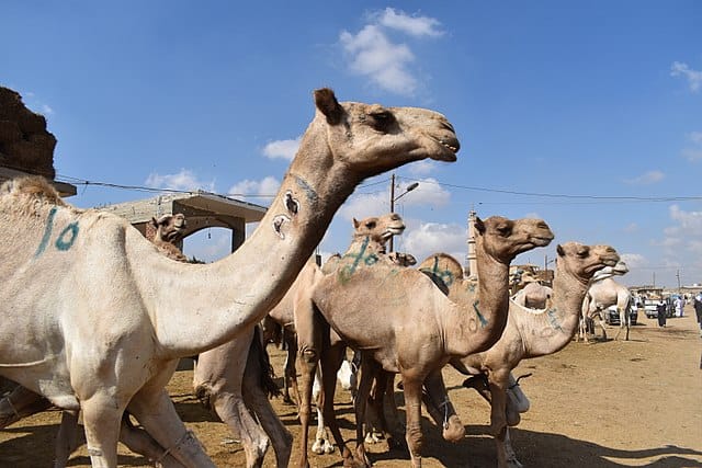 Birqash Camel Market Cairo Egypt 4