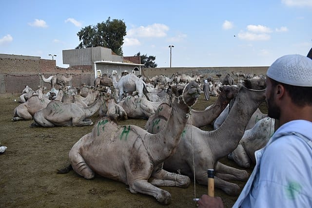 Birqash Camel Market Cairo Egypt 5