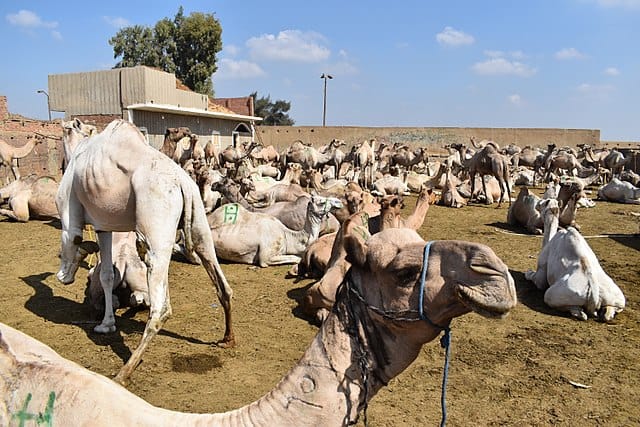 Birqash Camel Market Cairo Egypt 6