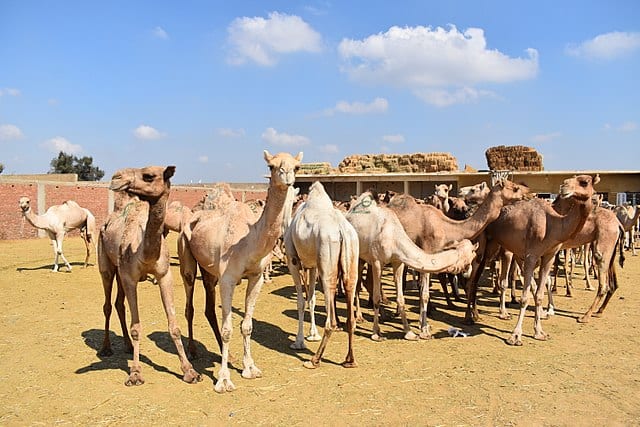 Birqash Camel Market Cairo Egypt 7
