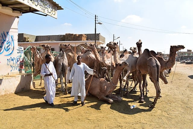 Birqash Camel Market Cairo Egypt 8