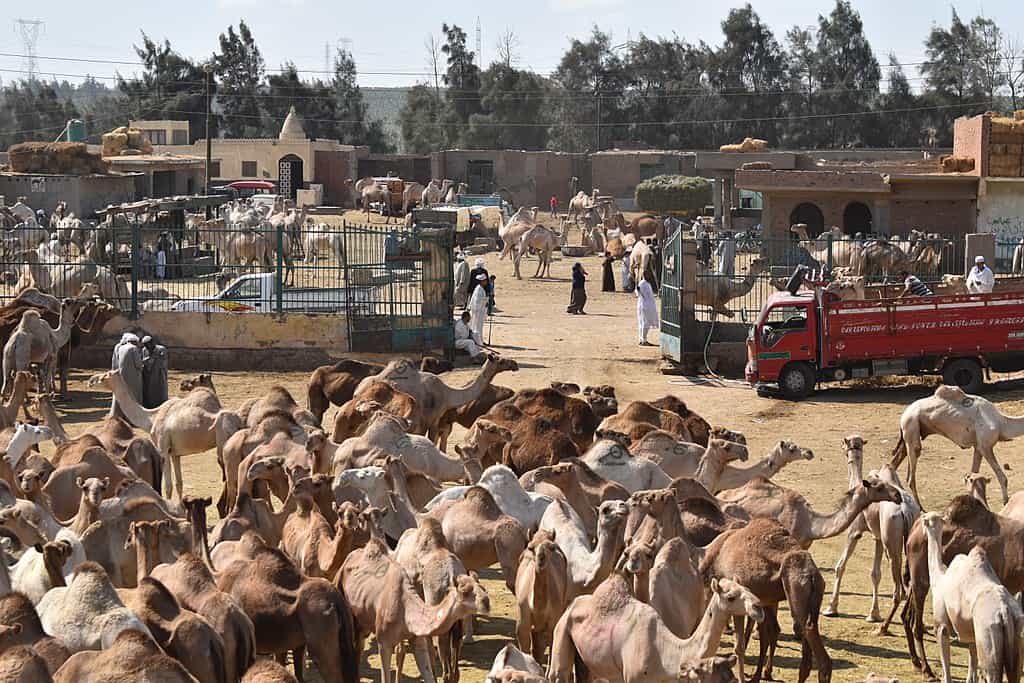 Birqash Camel Market Cairo Egypt 9