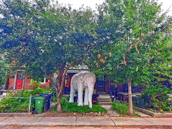 Elephant House Toronto Ontario Canada 3