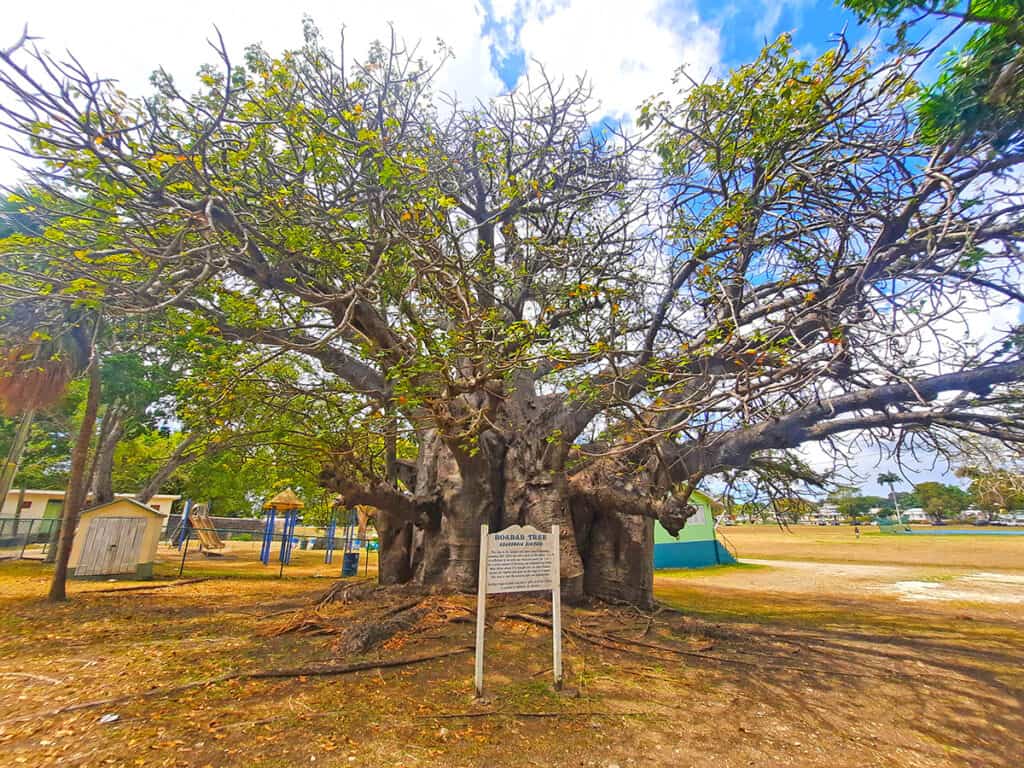 Bridgetown Baobab Tree Barbados 2