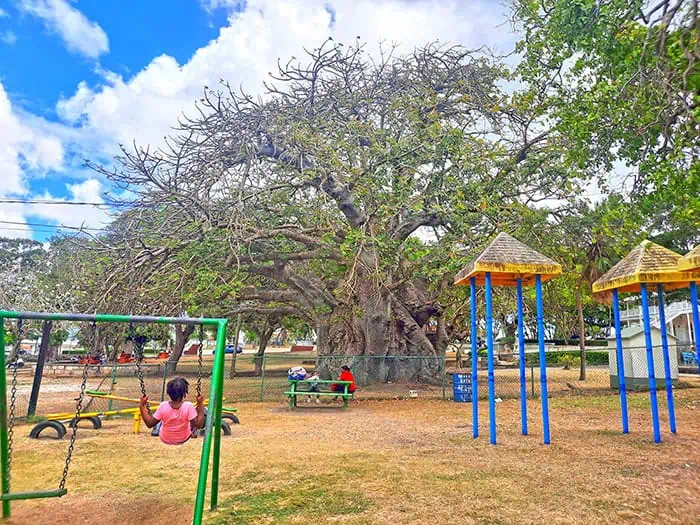 Bridgetown Baobab Tree Barbados 5