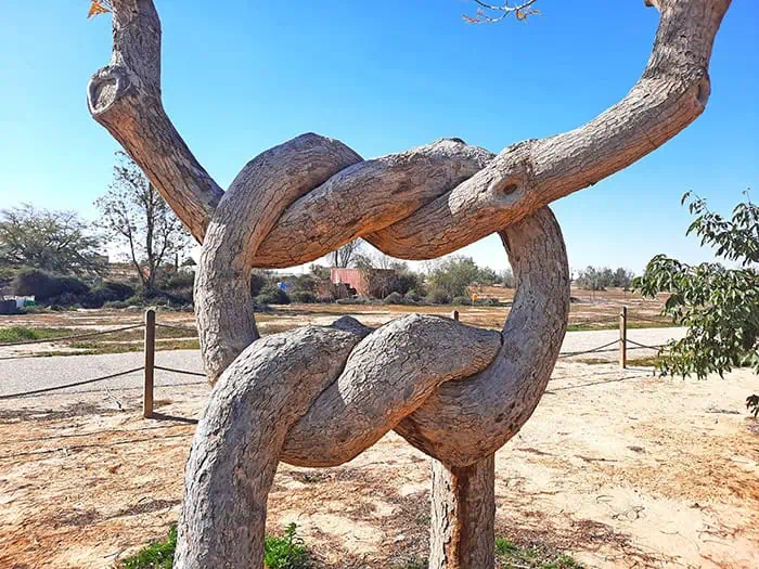 Pretzel Tree Revivim Israel 3