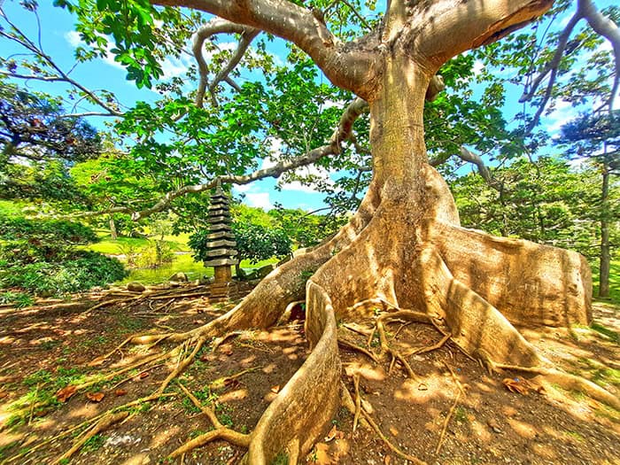 Japanese Garden Jardin Japones Santo Domingo Dominican Republic 12