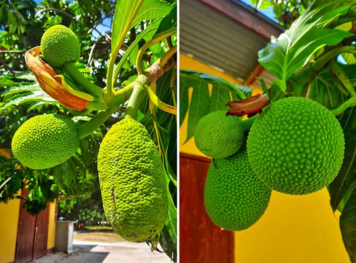 la digue seychelles breadfruit