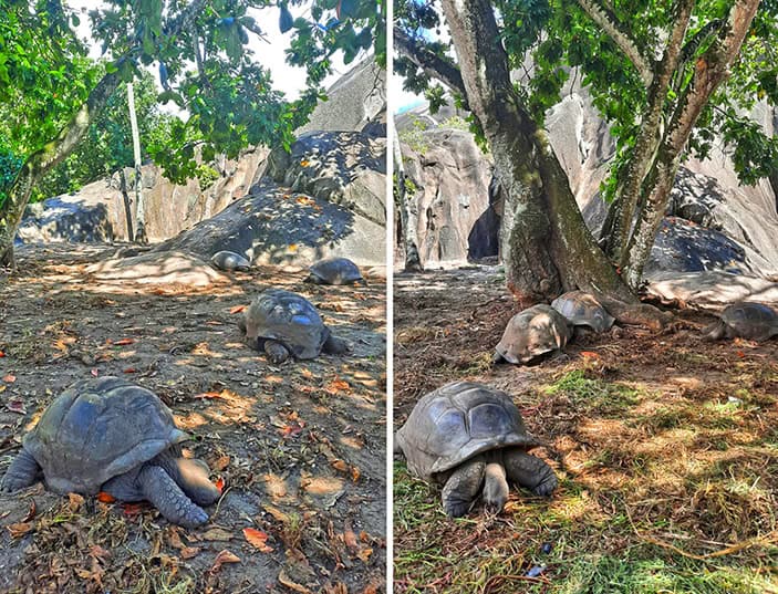 la digue seychelles tortoise farm