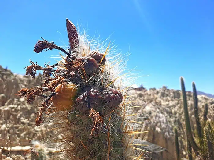 Valle de la Luna La Paz Bolivia 11
